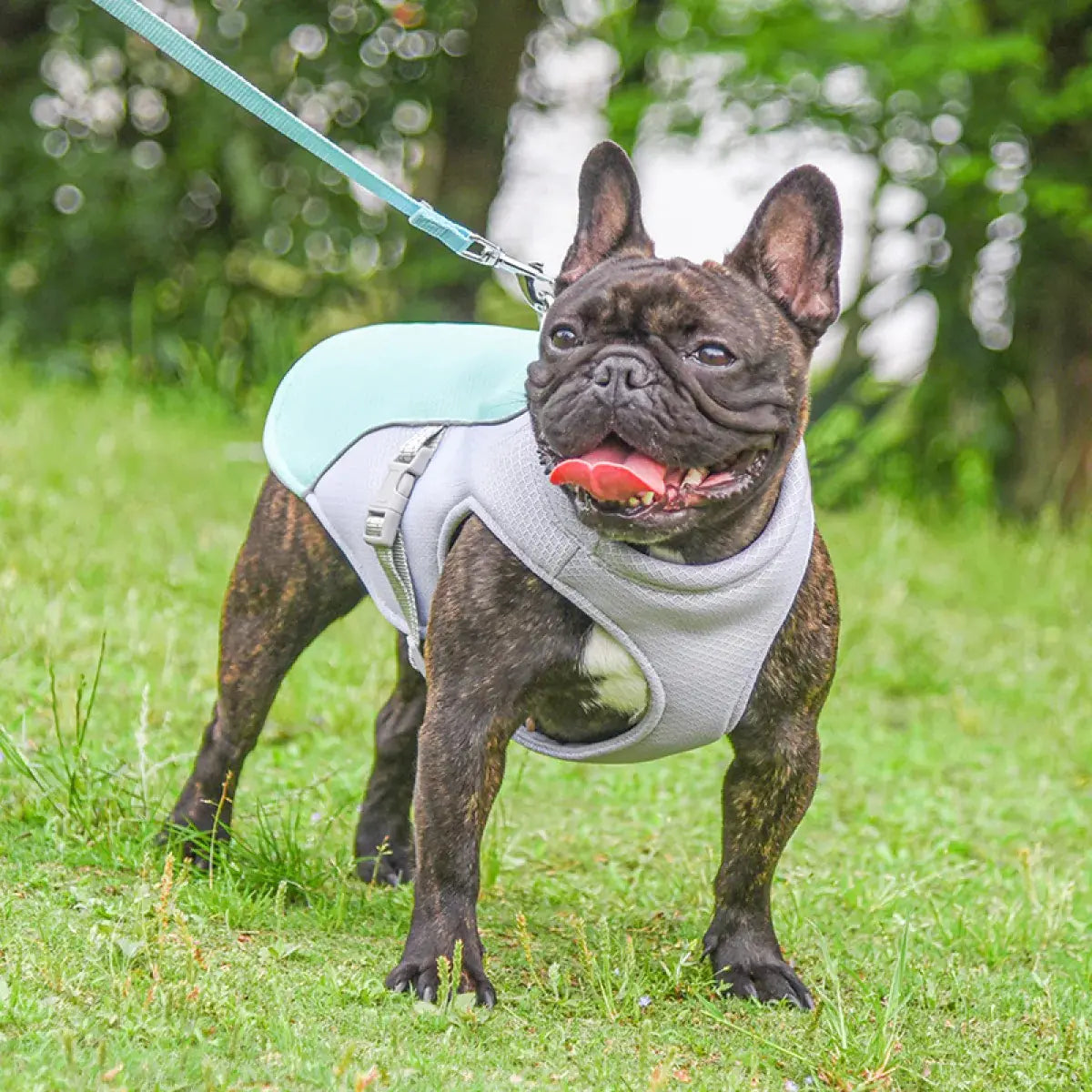 Tokavibes Summer Cooling Dog Vest